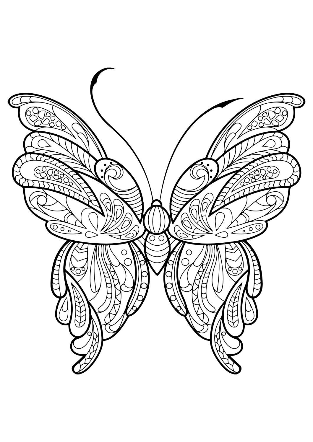 Tranh tô màu con bướm  Kiến Thức Vui