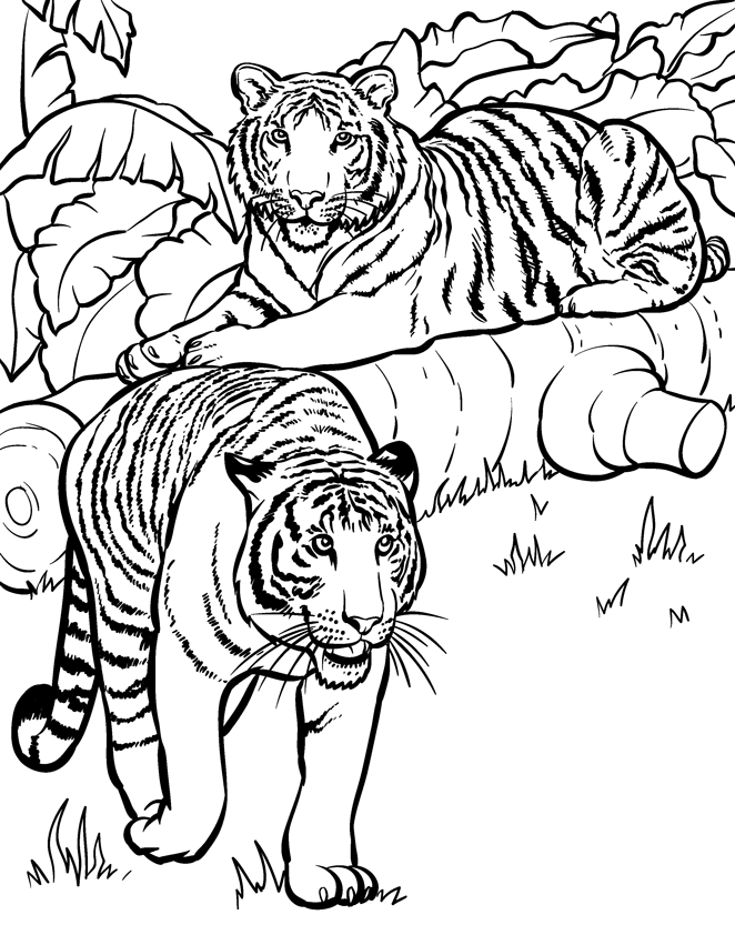tranh-to-mau-con-ho-15