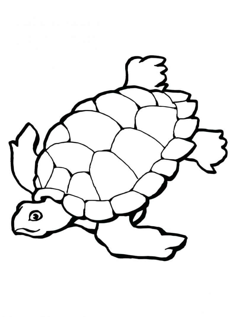 Chia sẻ 53 về tranh tô màu con rùa  cdgdbentreeduvn