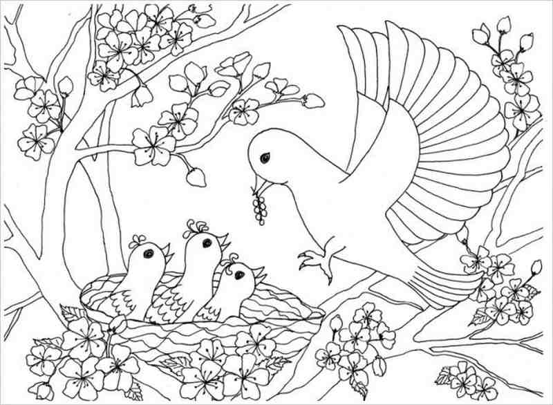 Tuyển tập tranh tô màu con chim đẹp nhất cho bé yêu