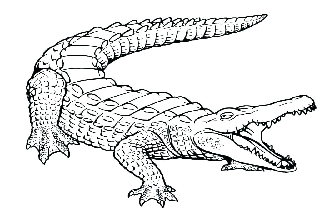 Tranh tô màu cho bé CON CÁ SẤU || How to Draw an Alligator - YouTube